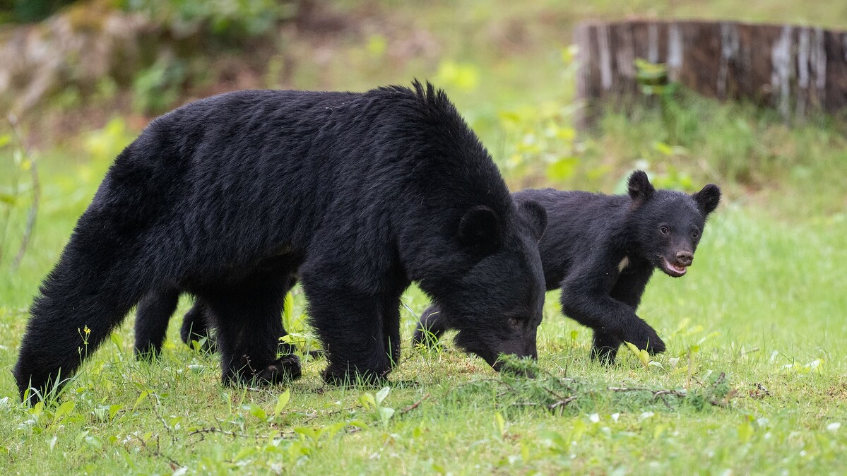 AIも判別不能な毒キノコを嗅ぎ分ける ツキノワグマの「ヤバすぎる能力」