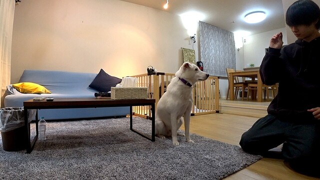 佐野勇斗、預かりボランティアで奇跡…心を閉ざした保護犬がゲージの外へ ライブドアニュース