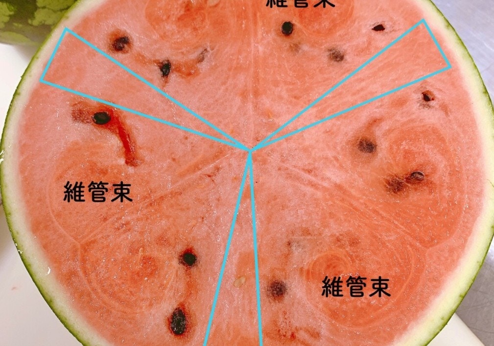 種無し　めちゃ甘い　スイカ　16 種無し めちゃ甘い スイカ 16 糖度14度！一番人気のスイカ種無し