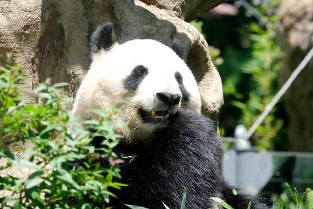 上野動物園のパンダは1月27日に中国へ返還される（画像はイメージ）