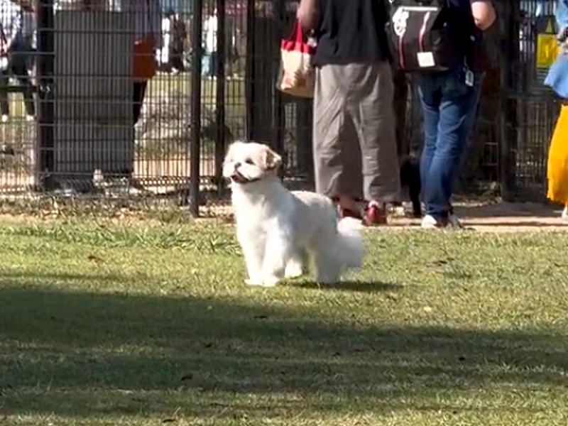 迷子シーズー 飼い主を探すと