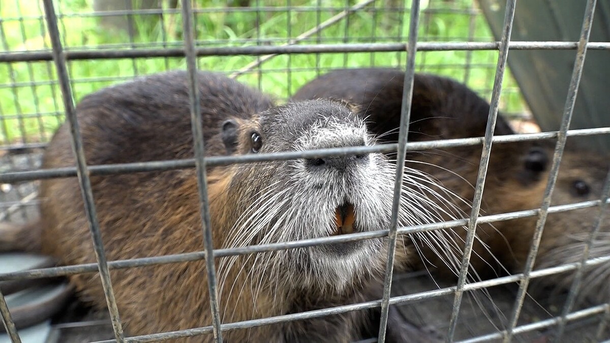 稲を食い荒らす特定外来生物「ヌートリア」静岡で被害が拡大