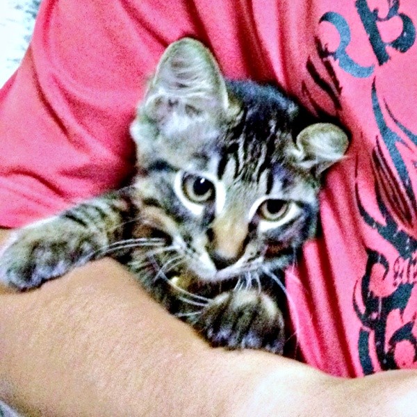 生後4カ月の頃。短毛だったたまちゃん(画像提供:ハナちゃん)