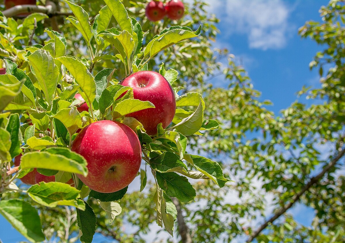 ��1��1�ĤΥ�󥴤ϰ�Ԥ��餺�פȸ�����ۤɱ���˭�٤ʲ�ʪ