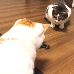 ネコにハンドスピナーを見せた動画が話題 使い方がほぼ合ってる ライブドアニュース