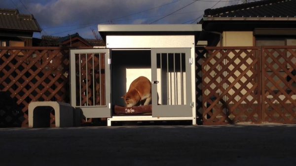 犬小屋からベッドを引きずり出して日向ぼっこ ひだまりを楽しむ柴犬の姿に この子幸せそうだぁ なごむわあ の声 ライブドアニュース