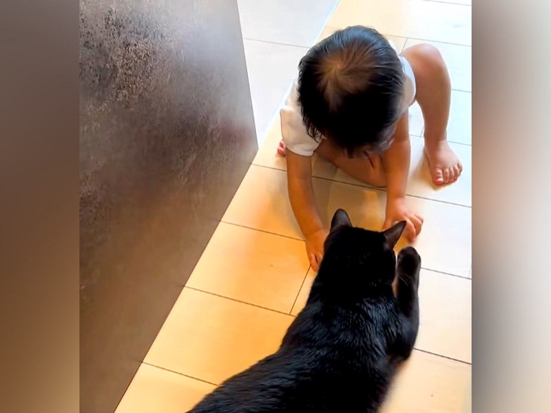 猫と遊びたい赤ちゃん 背中を撫でたり、おやつあげたり