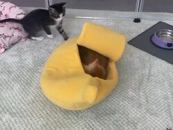 �ХʥʤΥ٥åɤ����ˤʤ롪��