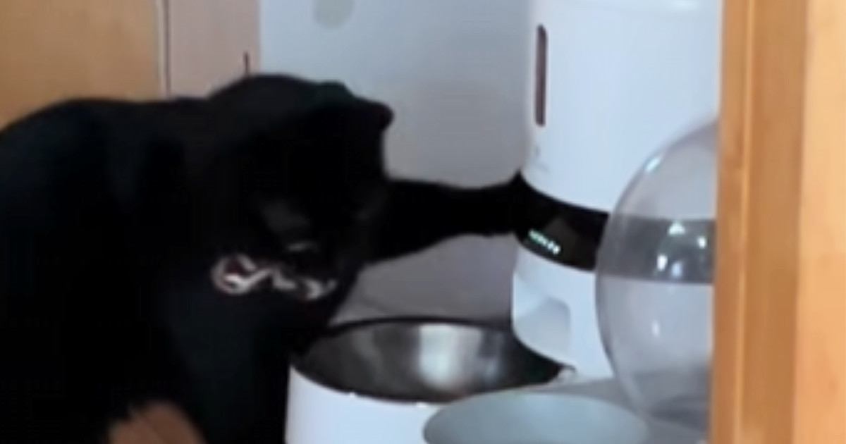 自動給餌器の前をウロウロする猫 頭脳プレイを披露して話題に