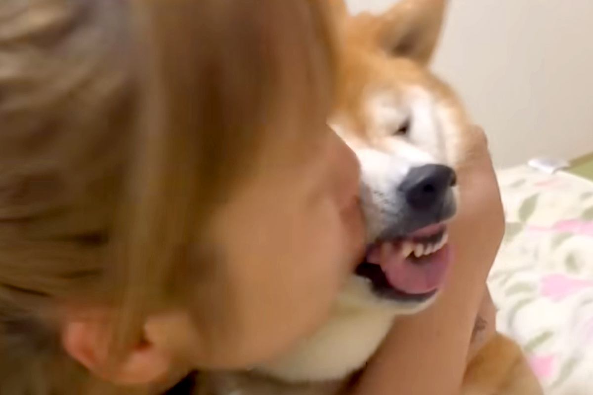 お姉ちゃんが柴犬に『チュー』をしまくった結果→わかりやす過ぎる『まさかの表情』が876万再生「面倒そうww」「めっちゃ嫌な顔で草」