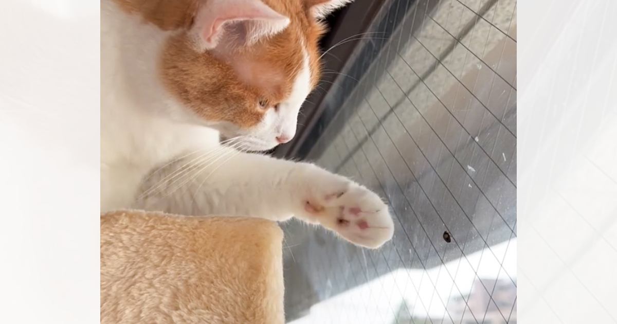 まるでおもちゃ...窓に付いているテントウムシが気になる猫