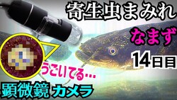µʥޥΡ֥⥫奦פѻԻ׵Ĥưפ˶ä