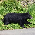 クマ攻撃、うつぶせで重症化回避