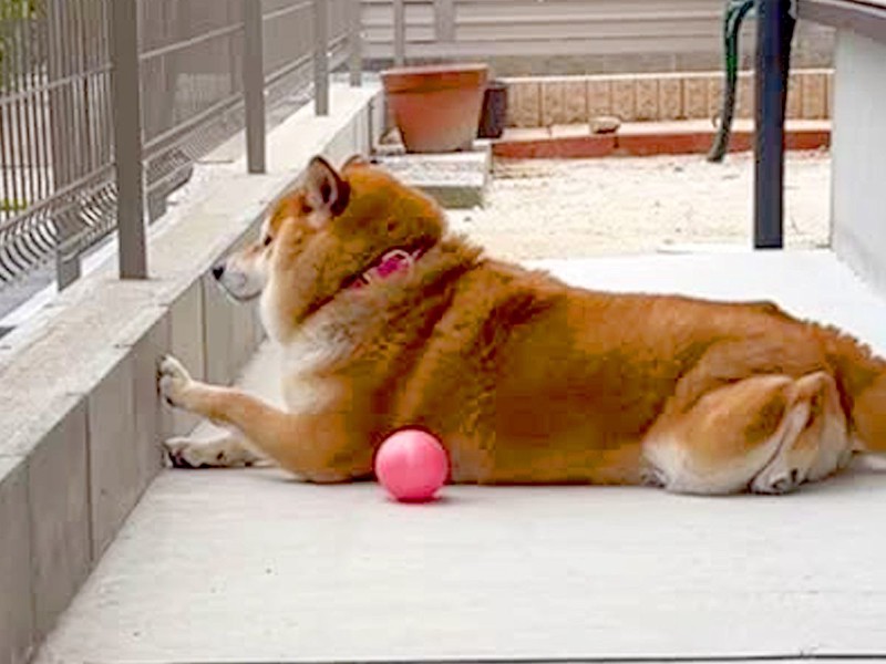 忠犬を通り越して不審犬に?健気で可愛い待ち姿に2万以上のいいね