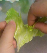 必見 レタスを10倍おいしくするちぎり方とは ライブドアニュース