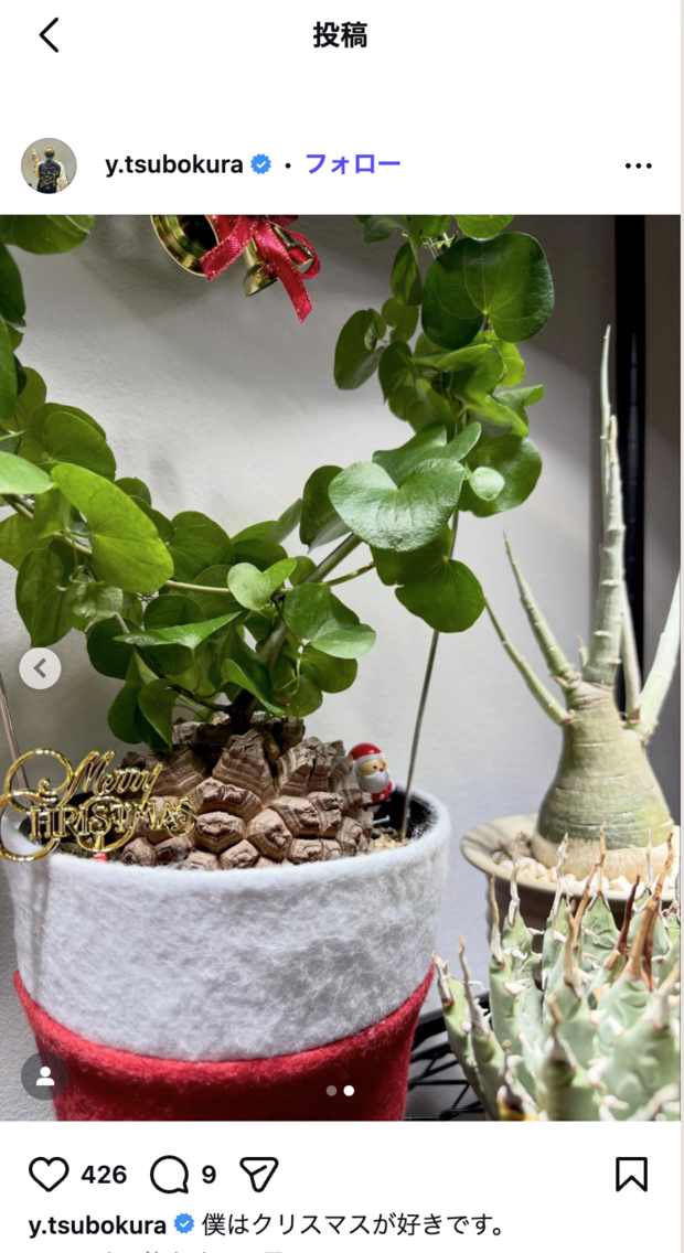 坪倉由幸、観葉植物をクリスマス仕様に飾り付け