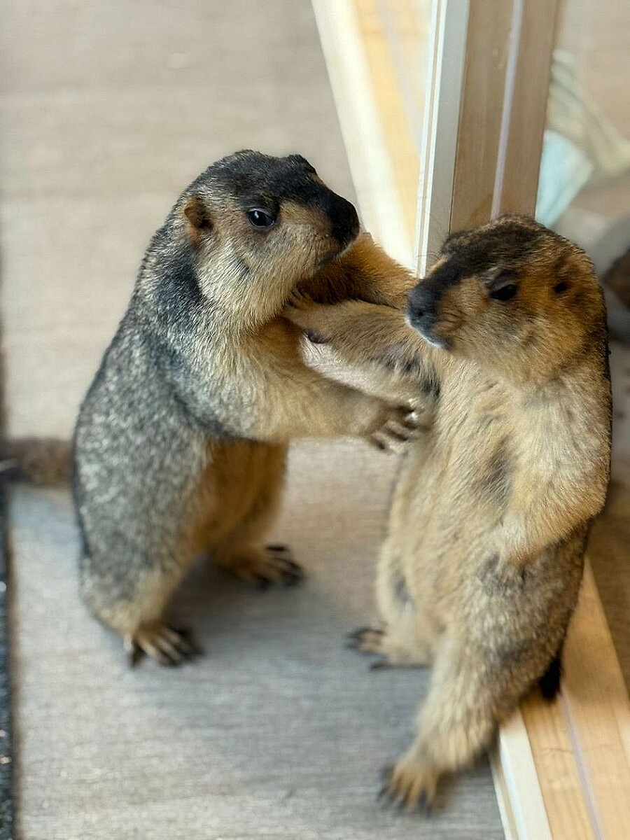 客がマーモットにチョコを与える迷惑行為 大阪のアニマルカフェが被害報告