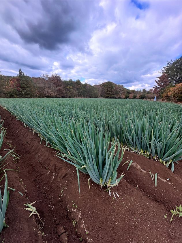 「だいわねぎ白竜」ブランド化 極太で糖度15度超の甘さと旨味が特徴