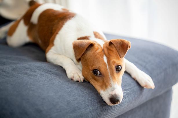 犬の 歯周病 にはイチゴが大活躍 可愛いペットの命を救う世紀の大発見 ライブドアニュース