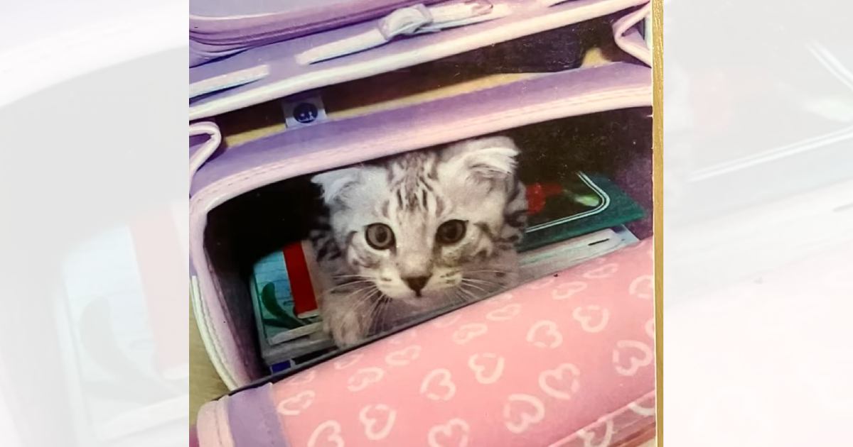 ɥˤäݤäǭ 6ǯӸϤŨ