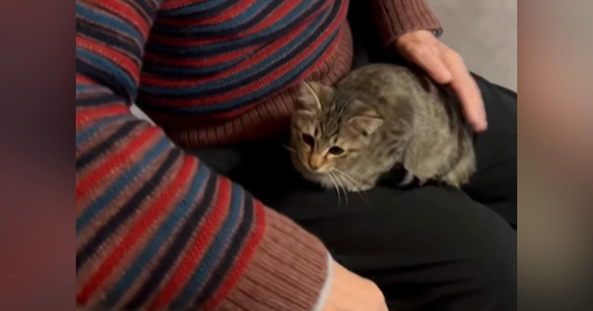 猫がいる家に動物が苦手なじいじが遊びに 子猫たちがひくつろぐ