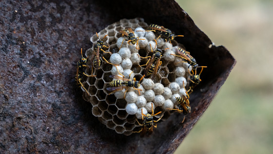 放射性物質を含むハチの巣を発見 放射性核廃棄物保管所付近で