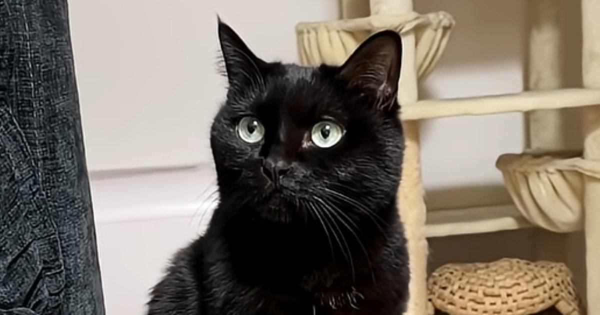 ある場所から出てこないパパを心配する猫 甲高い声で駆け寄っていき