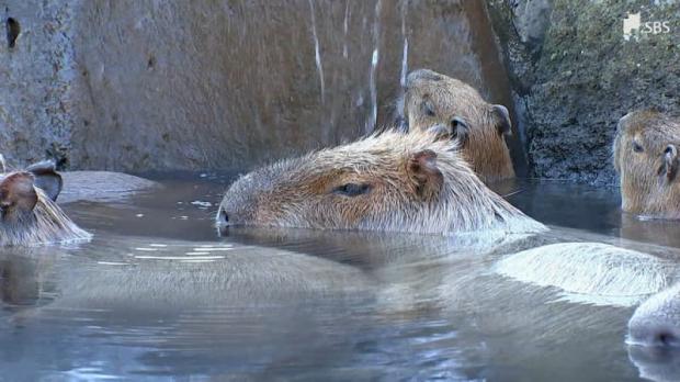 静岡伊東市の動物園で「カピバラの長風呂対決」1位は1時間45分18秒の記録