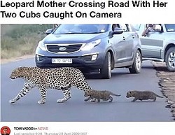 2Ƭ�λҶ���Ϣ���ƻϩ���Ϥ�ҥ祦�ʲ����ϡ�LADbible��2020ǯ4��23���ա�Leopard Mother Crossing Road With Her Two Cubs Caught On Camera�ס�Credit: Kruger Sightings�ˡ٤Υ����꡼�󥷥�åȡ�