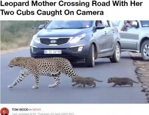 2頭の子供を連れて道路を渡るヒョウ(画像は『LADbible 2020年4月23日付「Leopard Mother Crossing Road With Her Two Cubs Caught On Camera」(Credit: Kruger Sightings)』のスクリーンショット)