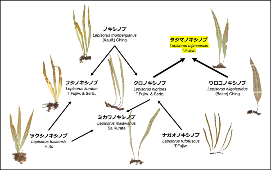 昭和医科大学らの共同研究チームが、百人一首にも詠まれるシダ植物の新種を兵庫県で発見 「タジマノキシノブ」と命名