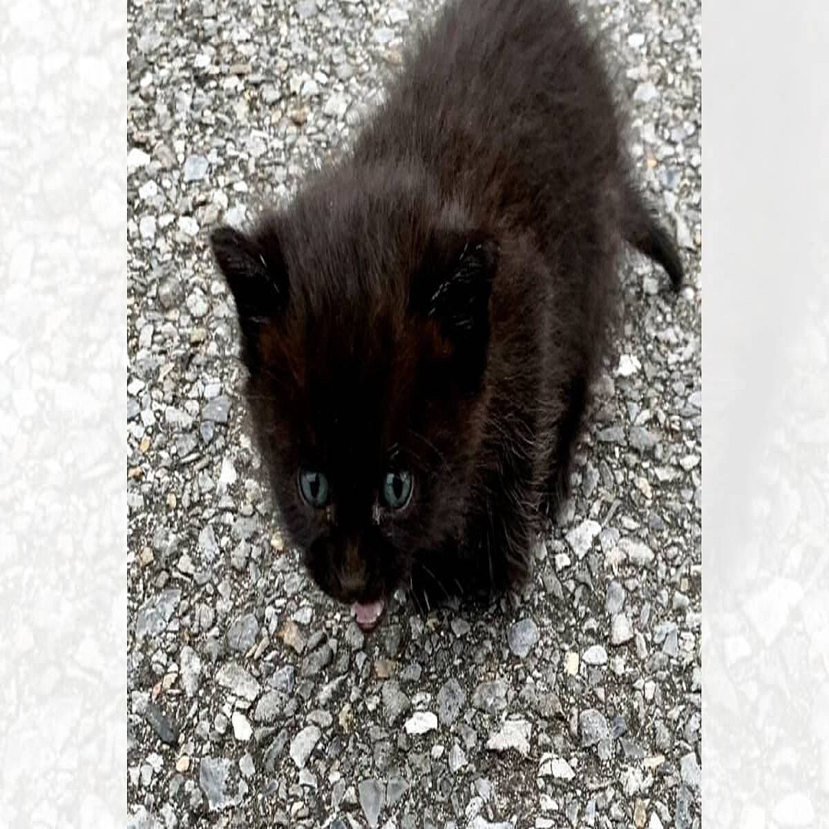 子猫を保護したときと現在のビフォーアフター 幸せが伝わってくる姿が