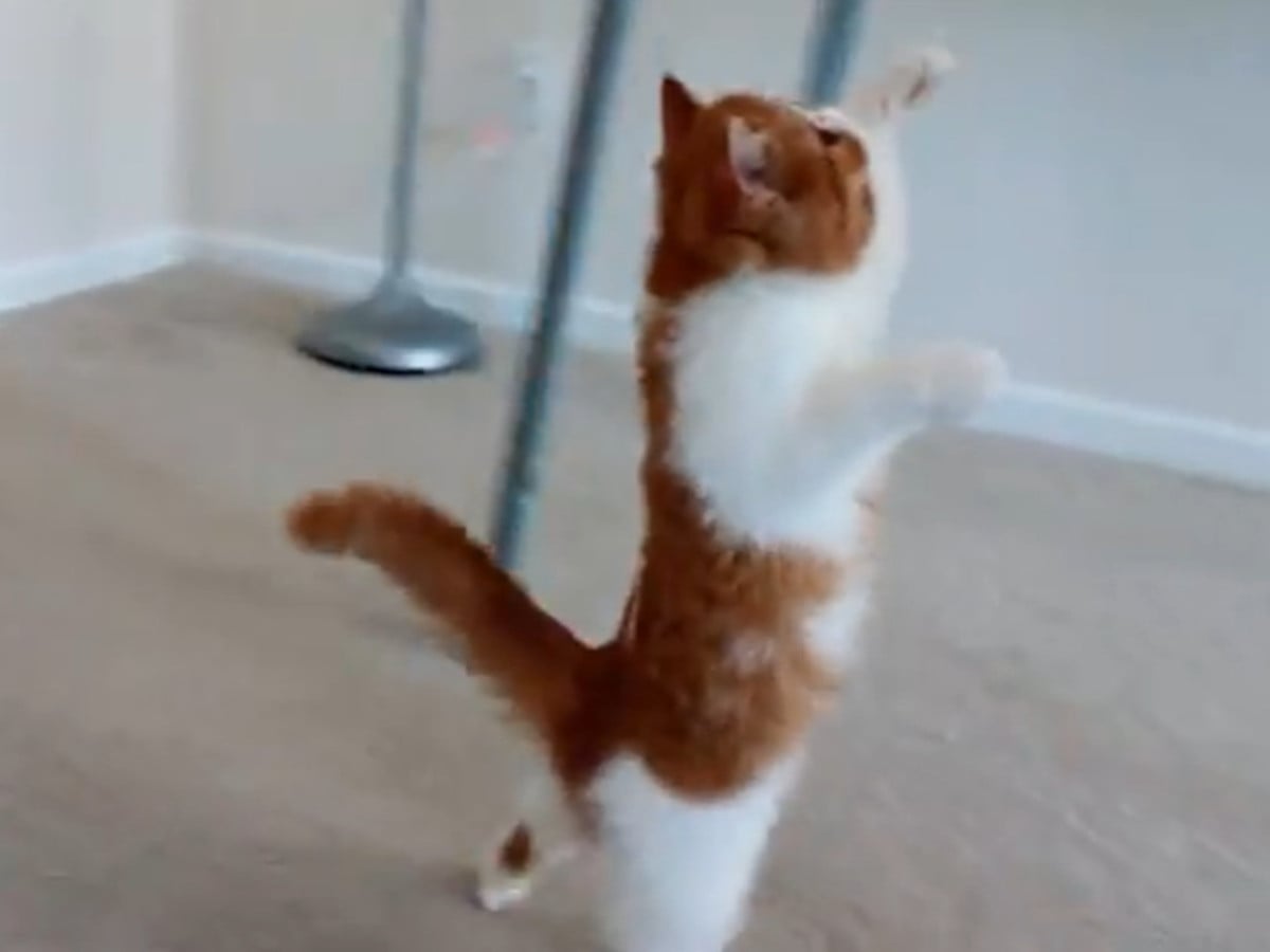 エキゾチックショートヘアの子猫、愛らしいステップを踏む!