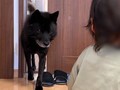 子煩悩すぎる甲斐犬の姿に反響