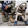 ᥭϿ̤Ǥ߽֥ե꡼סʲϡThe Guardian2017ǯ923աFrida: the Mexican rescue dog who has saved more than 52 livesסPhotograph: Edgard Garrido/Reutersˡ٤Υ꡼󥷥åȡ