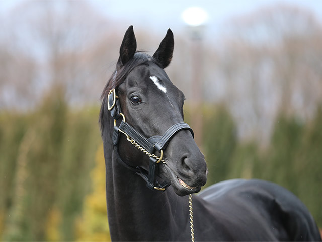 競馬 コントレイル ブルゾン 矢作厩舎