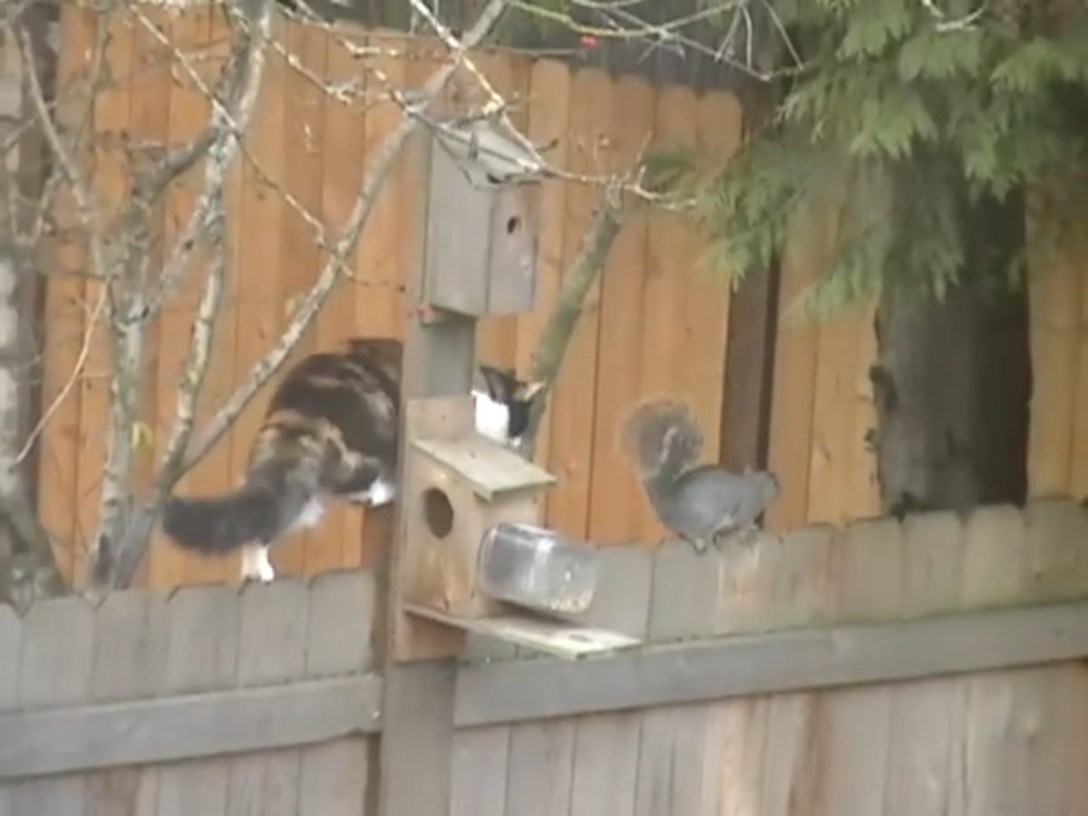 猫とリスの“追いかけっこ”が始まる!?