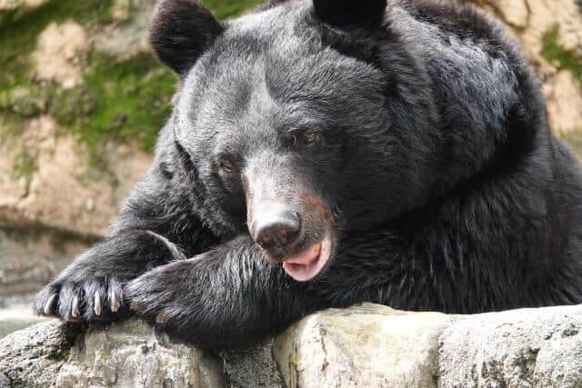 全国各地でクマの出没が相次ぐ(画像はイメージ)