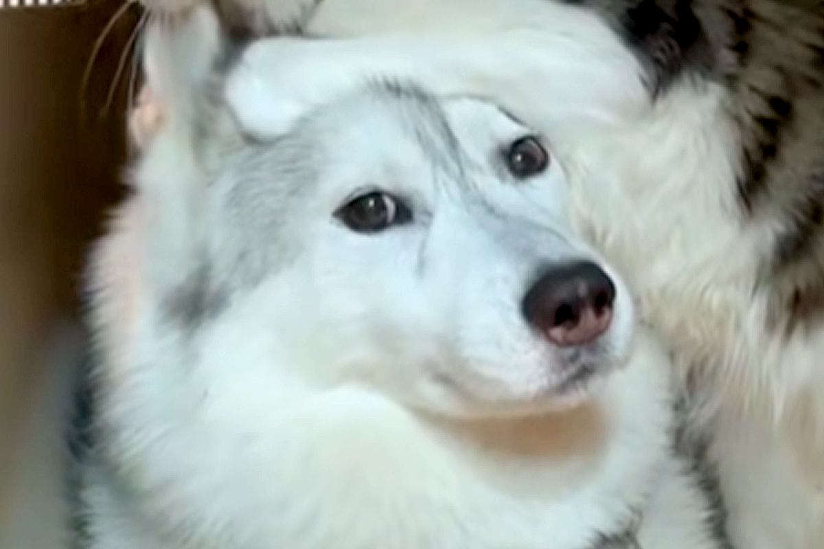 ハスキー犬と子猫の距離感がバグるほど仲良し「愛おしい」