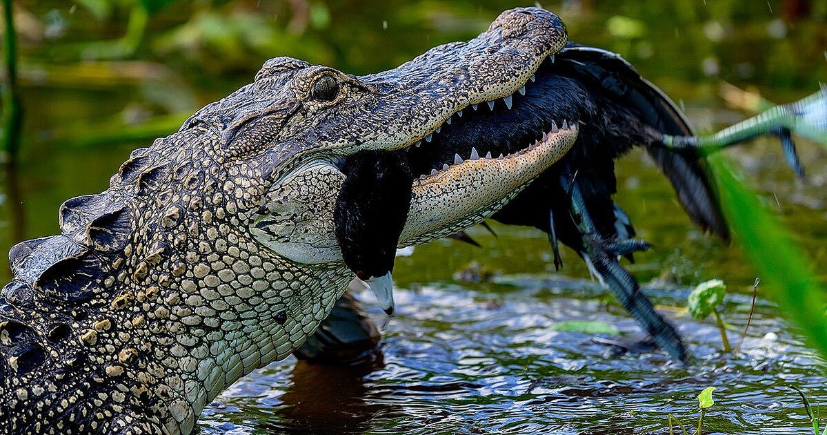 画像はイメージです　Photo: Adobe Stock