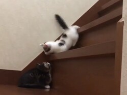 ���礷�����ʤ뤫�襤���ġ�