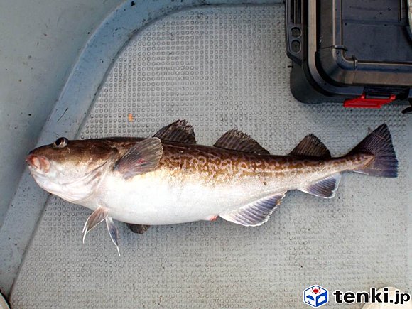 夏の北海道でタラ釣り ライブドアニュース