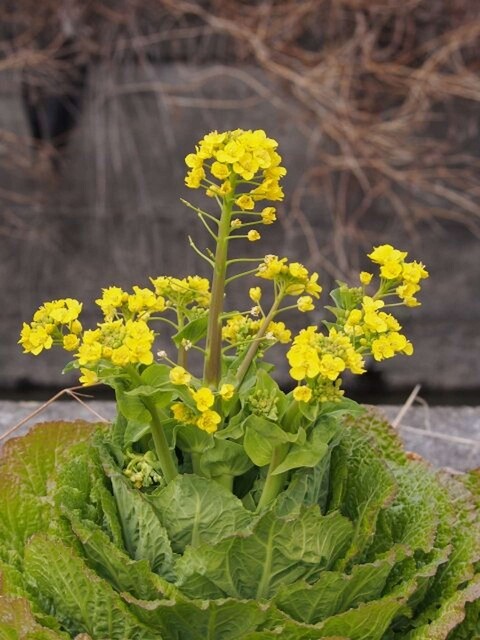 白菜 キャベツ ブロッコリー アレもコレも 菜の花 だって知ってた ライブドアニュース 白菜 キャベツ ブロッコリー アレもコレも 菜の花 だって知ってた ライブドアニュース