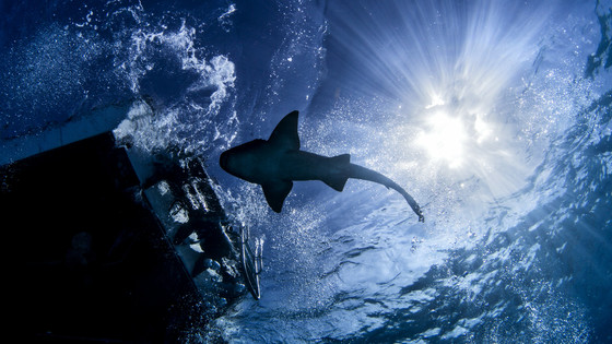 人類が地球深海底の0.001%しか可視的に観察していないと判明