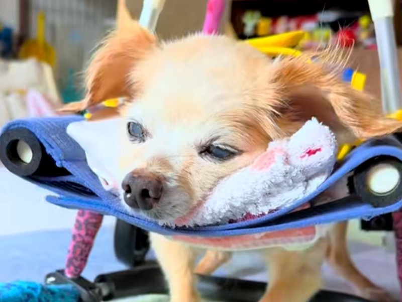 病気であると診断された20歳目前犬 診断結果はまさかの展開