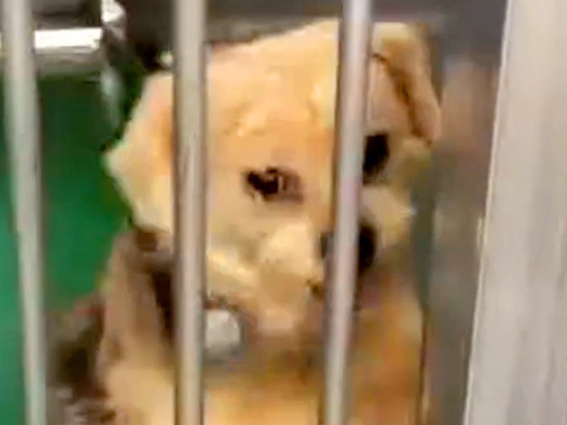 ֻƤפȼΤƤ줿 1ǯȾθʤˡֶ줷ʤޤ