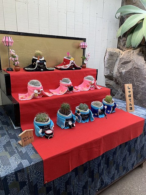 お雛様がみんなサボテン 伊豆シャボテン公園で飾られていた しゃぼてん雛 にほっこり ライブドアニュース