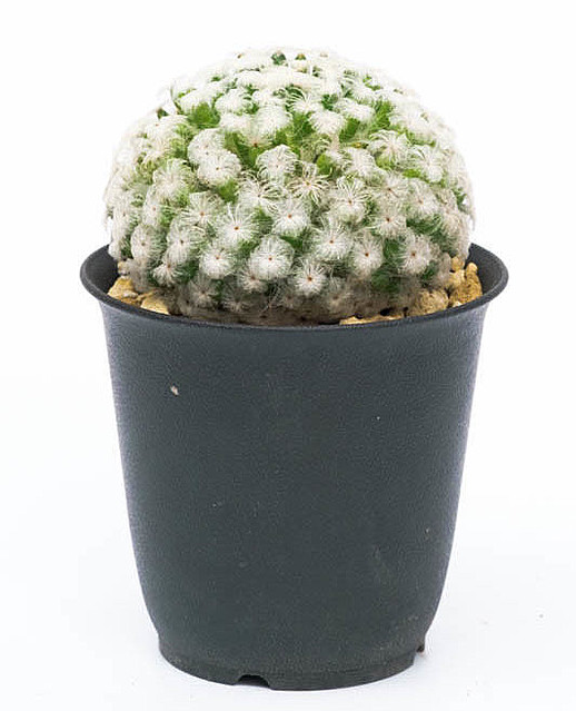 形から入る 多肉植物 入門ーー専門誌おすすめの5種をカンタン解説 ライブドアニュース