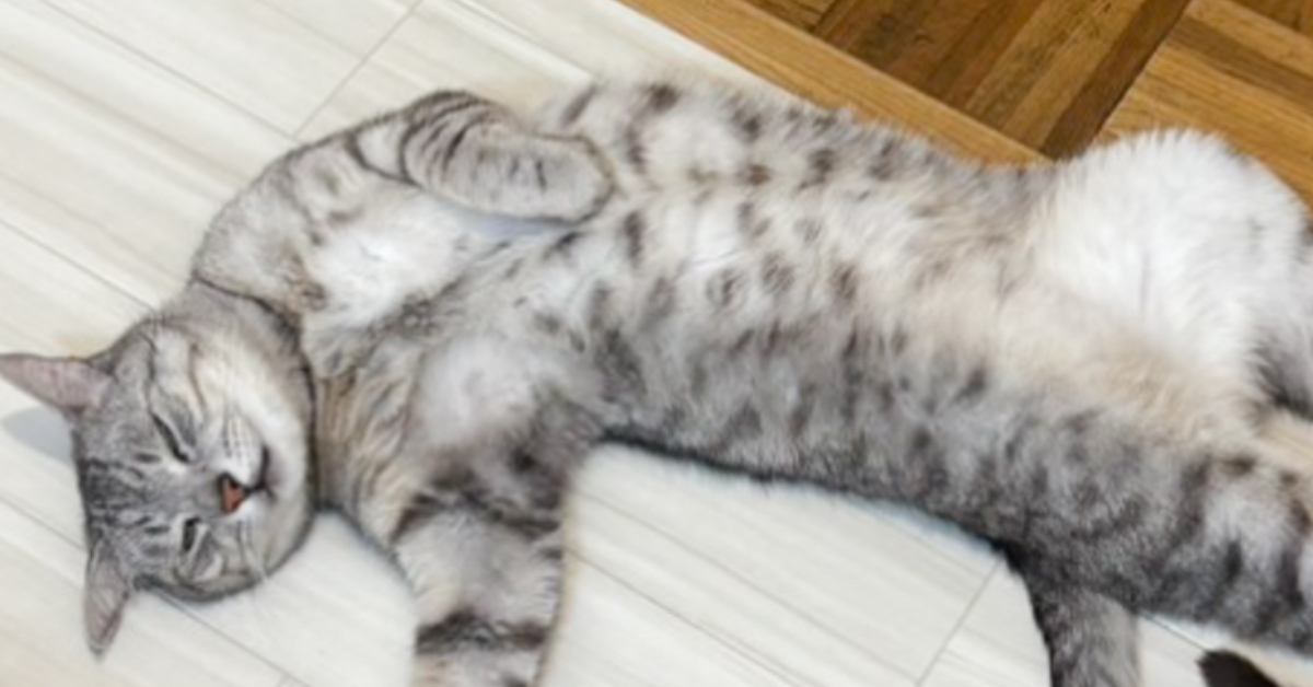 まるで「誰かにやられた」床に倒れ込む猫の姿に反響「火曜サスペンス劇場」