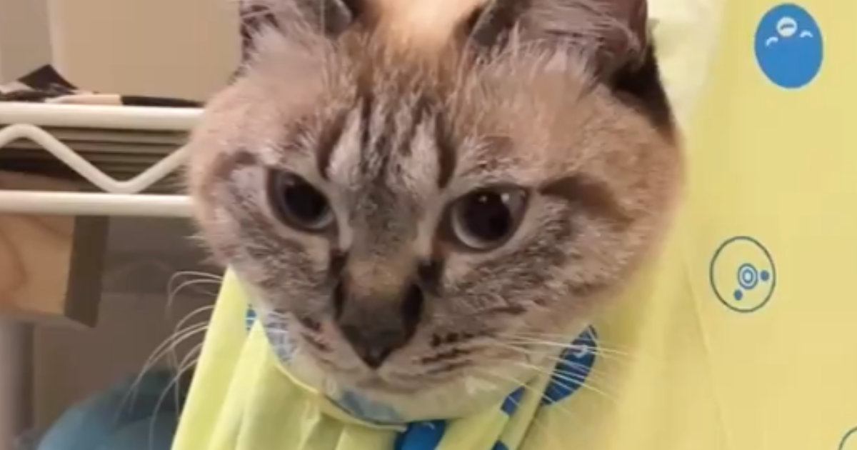 カンガルーのように『服に乗るのが好きな猫』→袋に入れてみたら…尊すぎる光景に２万いいね「かっっっっわっっ」「ニヤニヤしたｗ」と悶絶の声